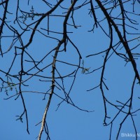 Spondias pinnata (L.f.) Kurz